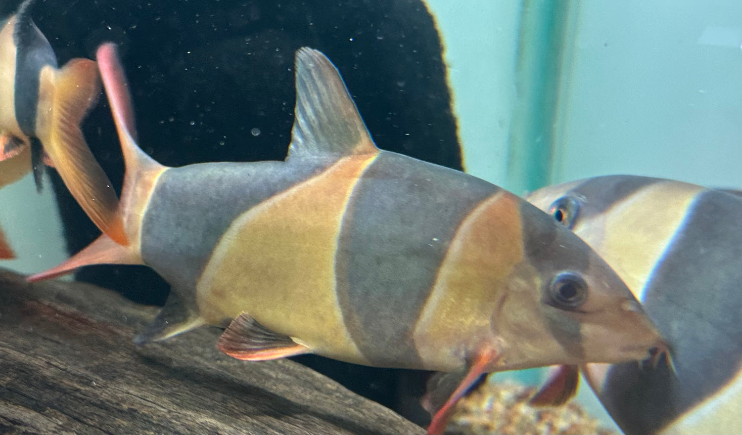 LARGE Clown Loach (6-7”)
