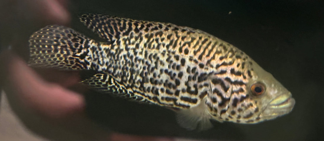 LARGE Jaguar Cichlid (6-8.5”)
