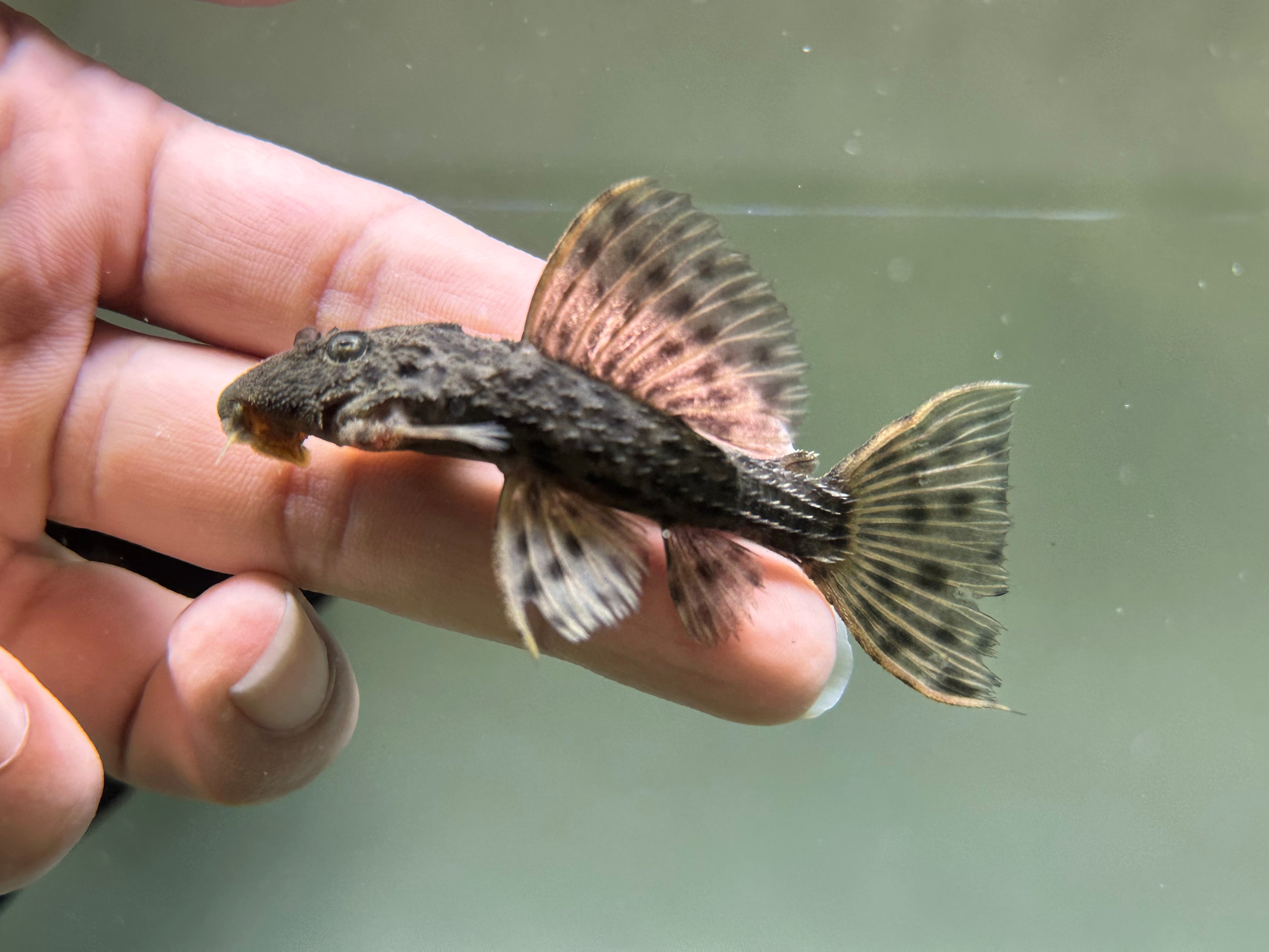 L096 Spiny Monster Pleco (2.5”)