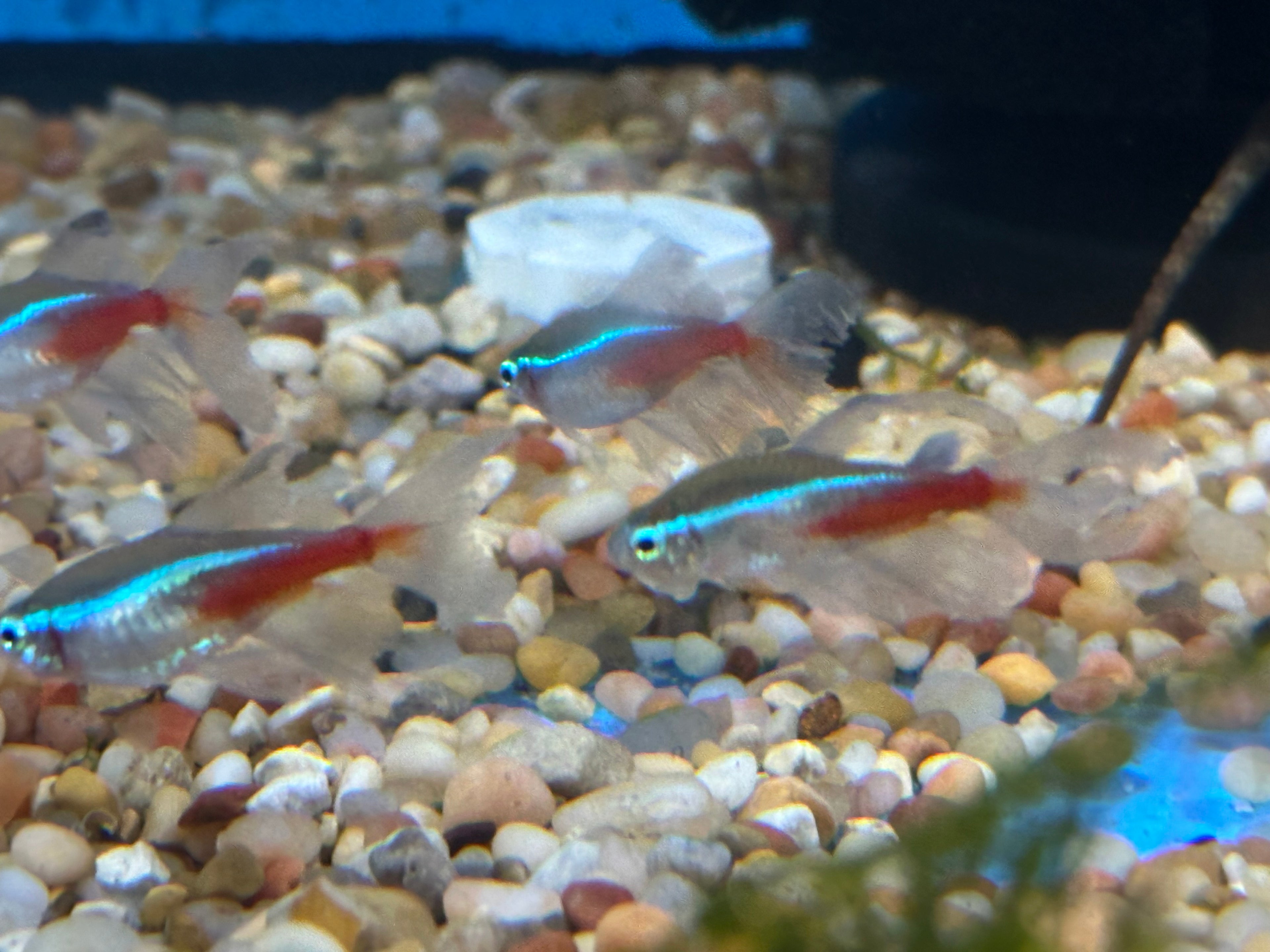 Longfin Neon Tetra (1.25”+)