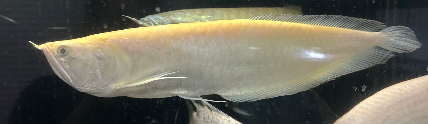 XL Albino Silver Arowana (18”)