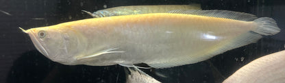 XL Albino Silver Arowana (18”)