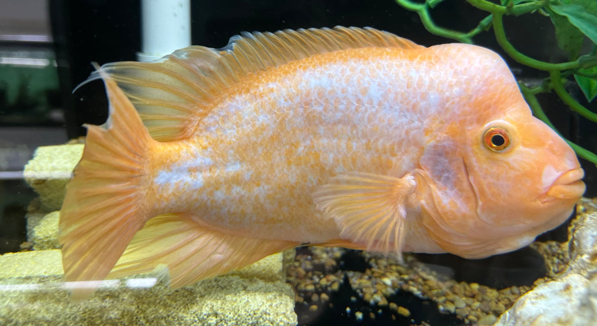 XL Creamsickle Midas Cichlid (9”)