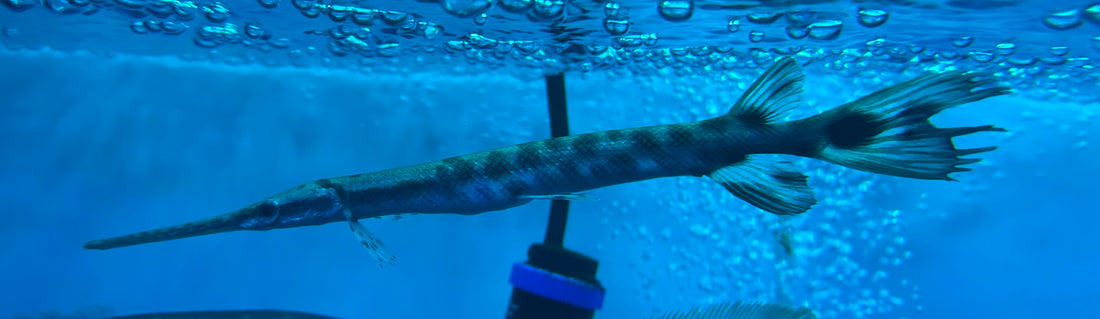 Longnose Gar (8-9”)