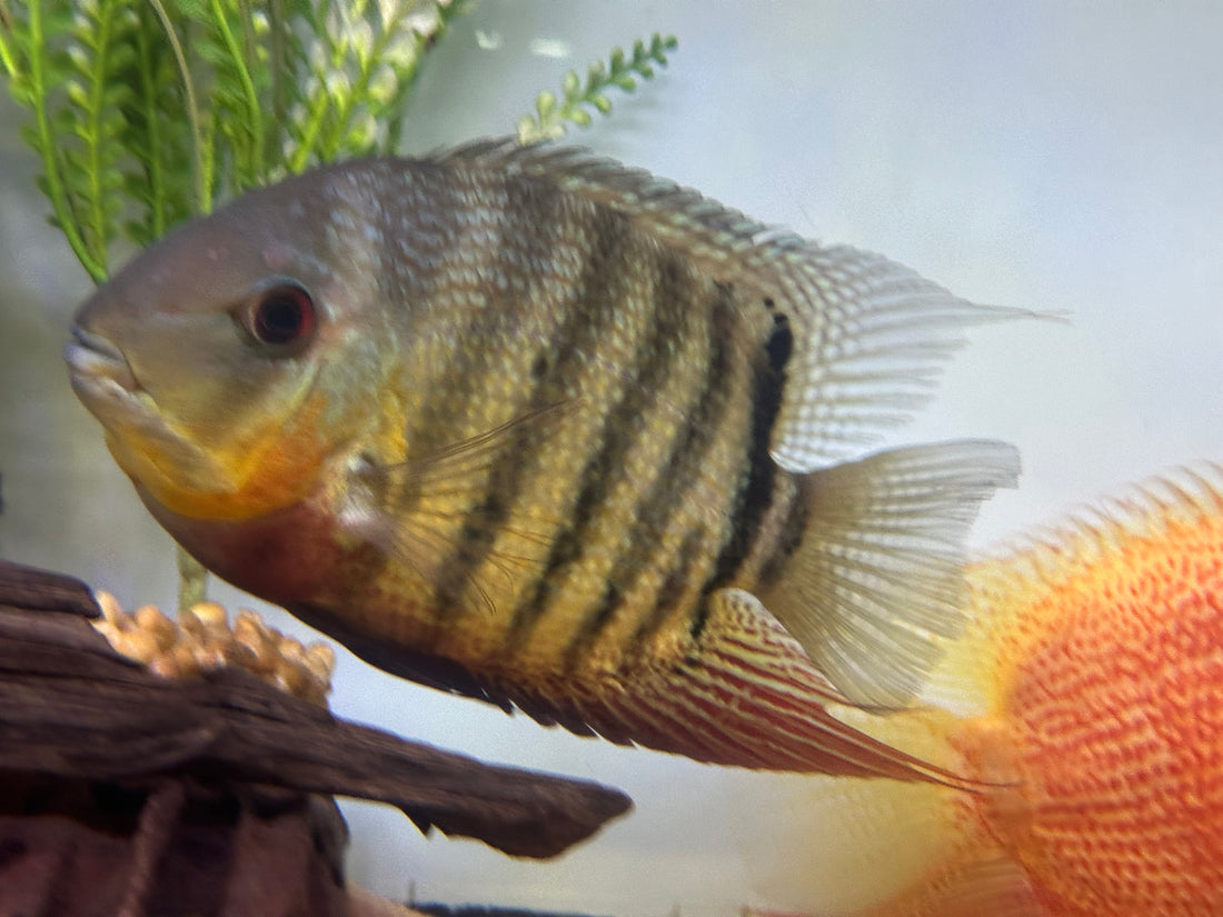 Jumbo Green Severum (8”+)