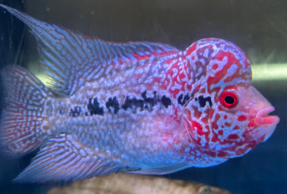 Super Red Dragon Flowerhorn (4-4.5”)
