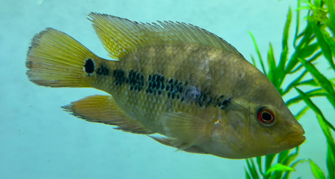 Lysoni Cichlid (5”)