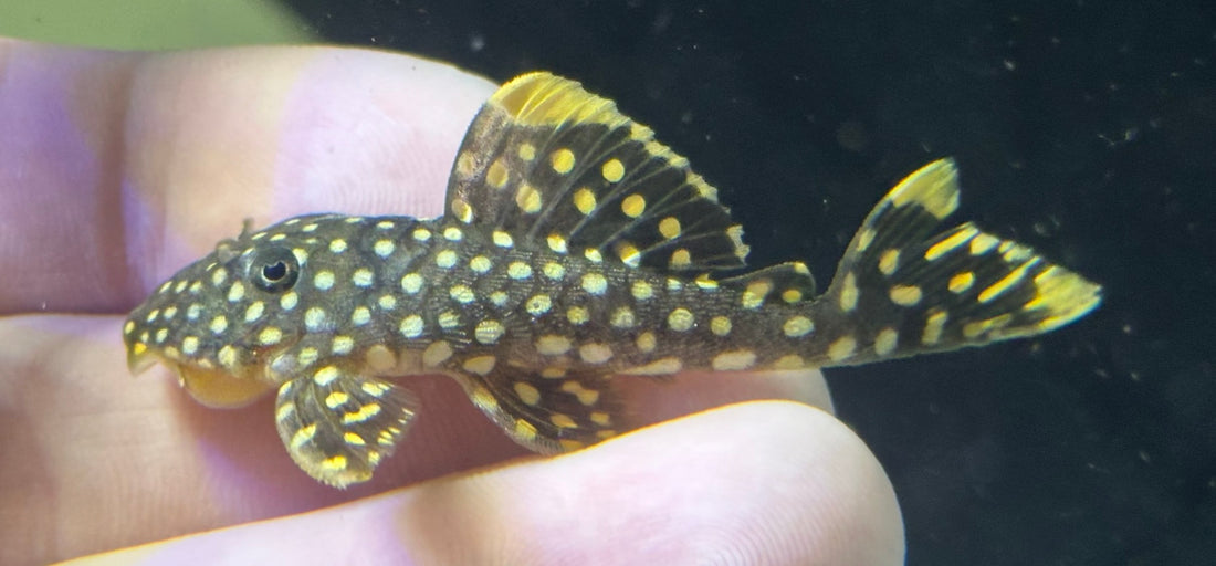 L018 Gold Nugget Pleco (2”)