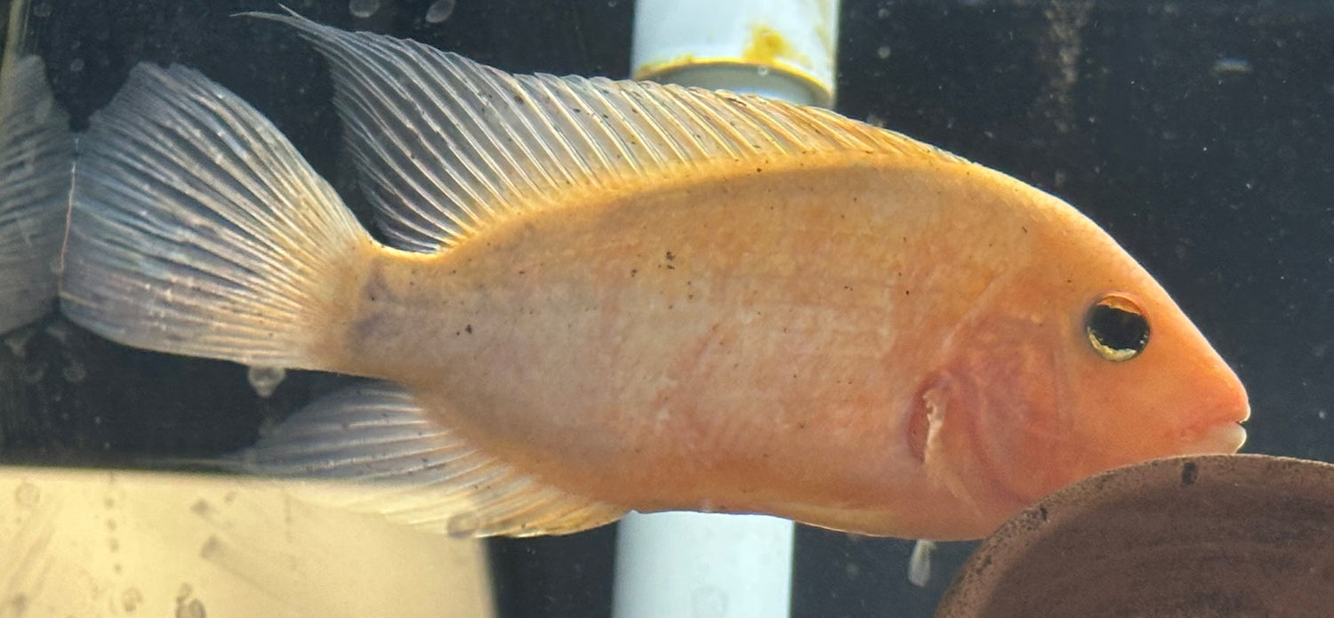 Rose Queen Hybrid Cichlid (6”)