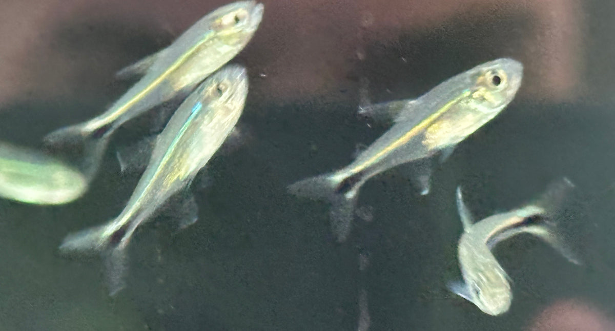 Purple Metae Tetra (.75”)