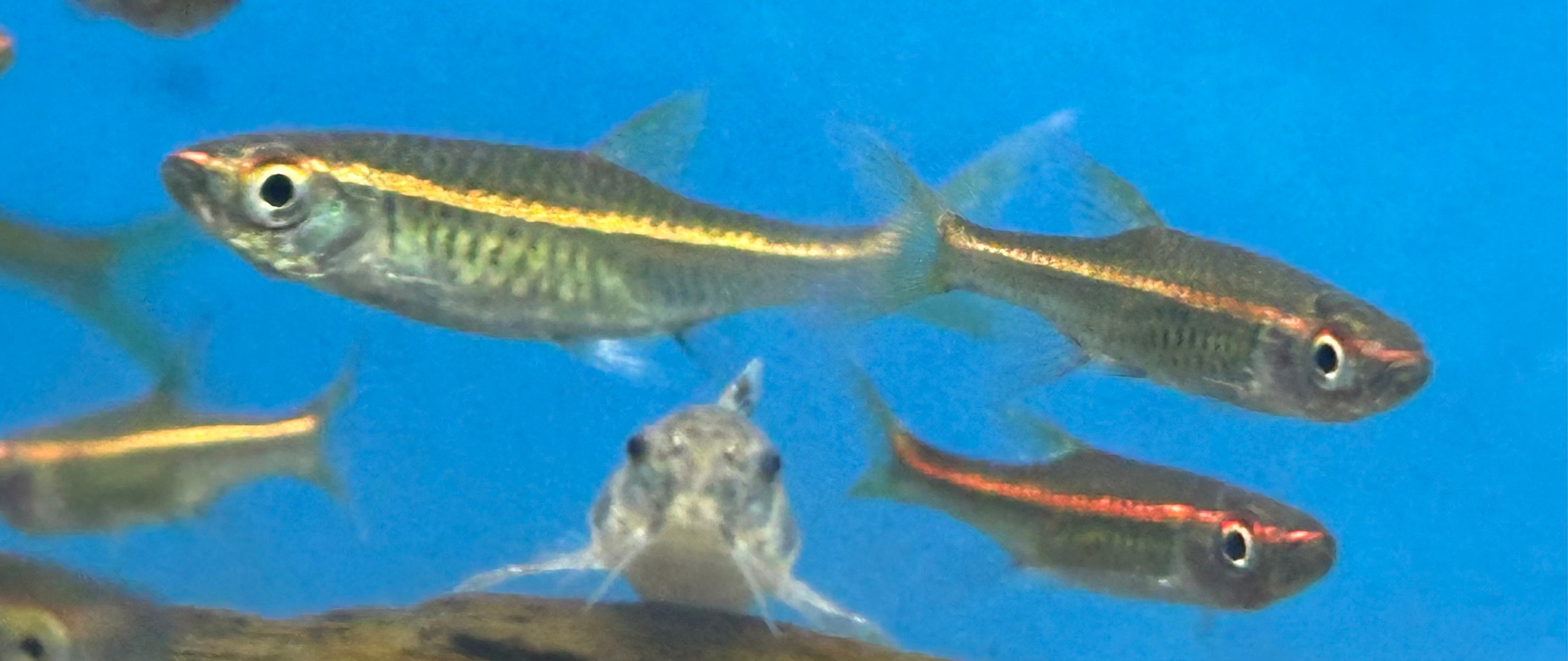 Red Line Rasbora (.75-1”)