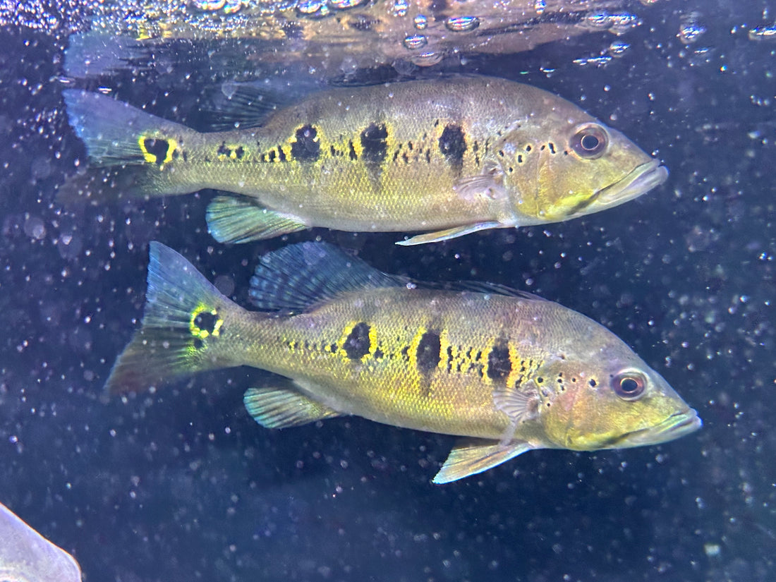 Orino Peacock Bass (8-9”)