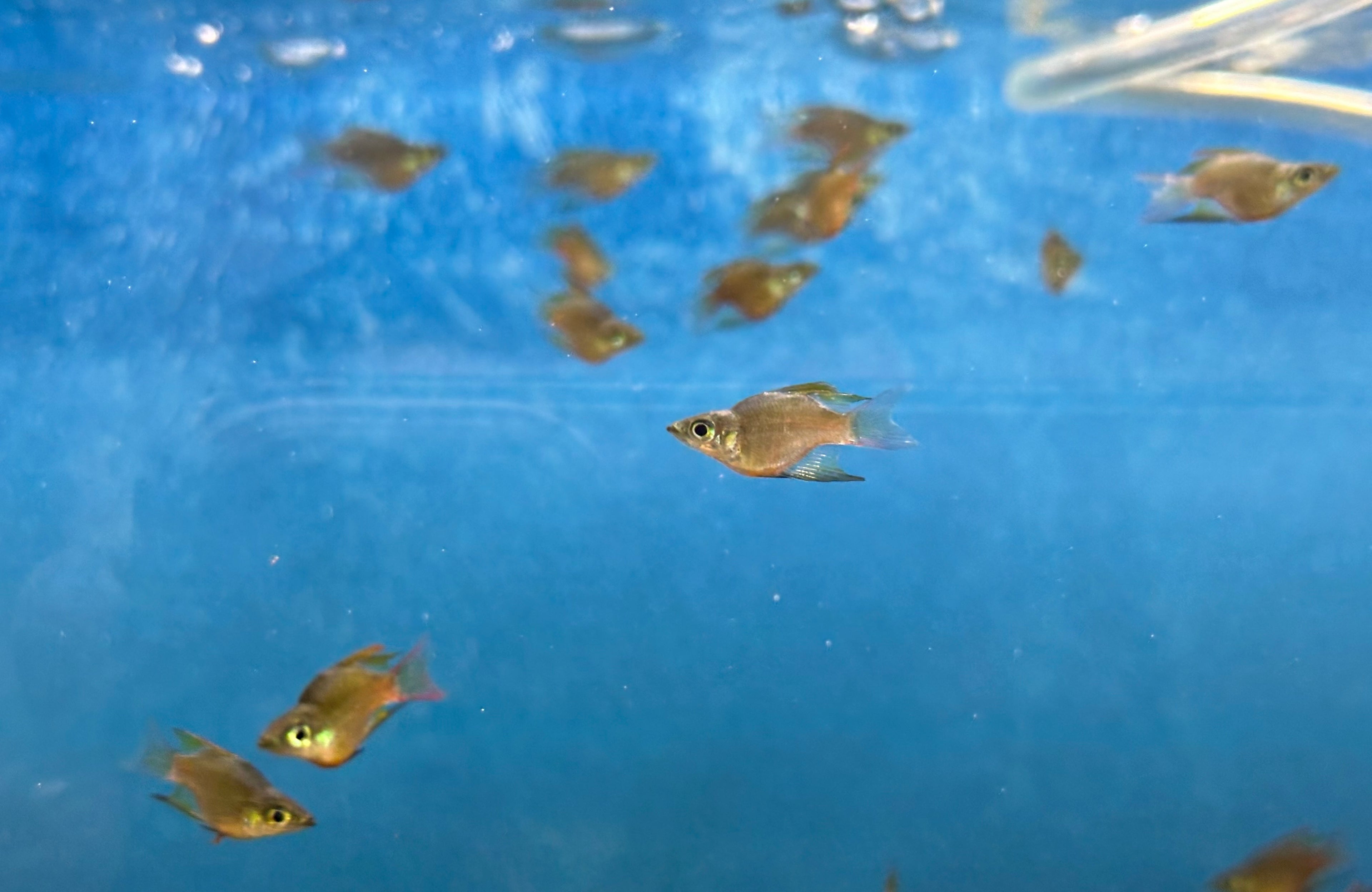 Super Shortbody Threadfin Rainbow (.75-1”)