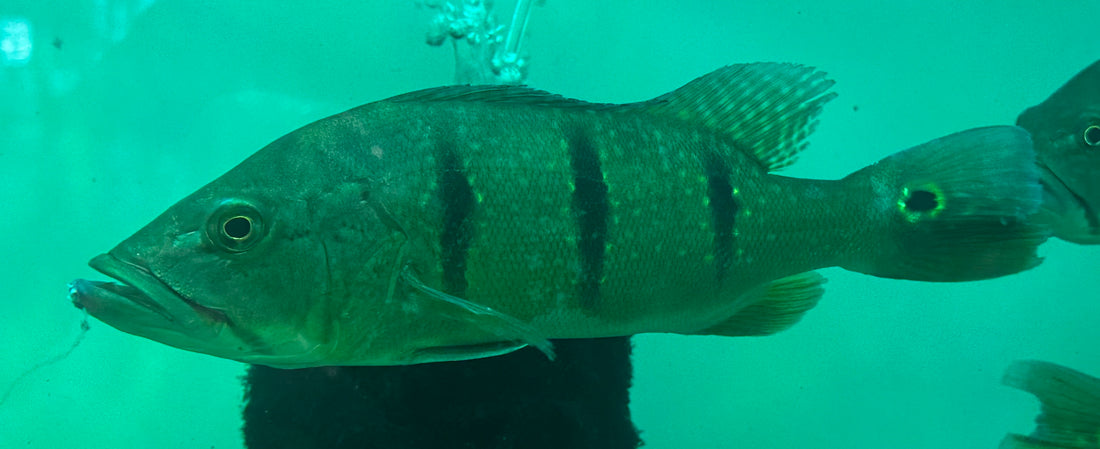 Wild Caught Colombian Temensis Peacock Bass (8-9”)