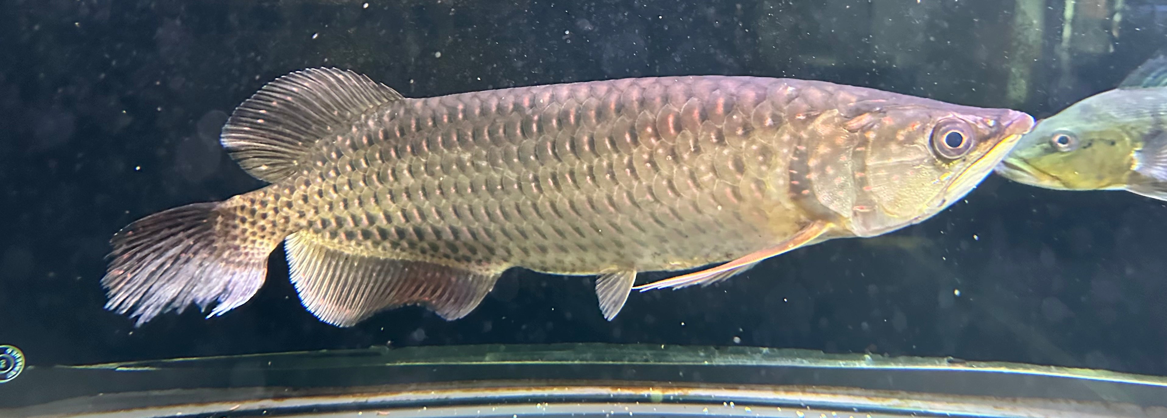 XL Jardini Arowana (15-16”+)