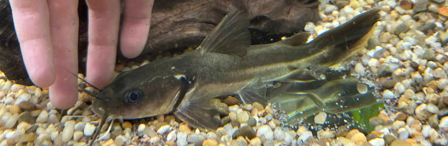 Wide Head Catfish (7-8”)