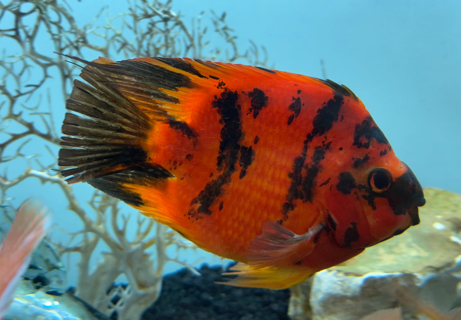 Red Tiger Parrot (6”)