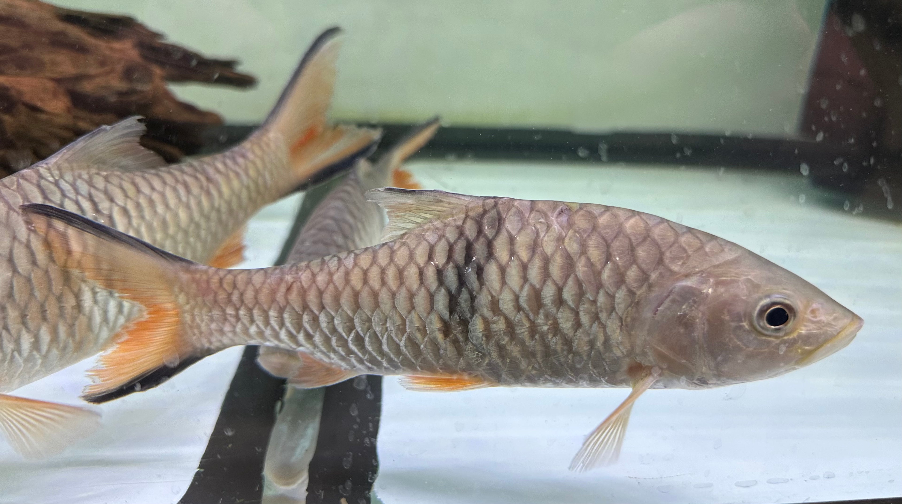 XL Hampala Barb (9-10”)