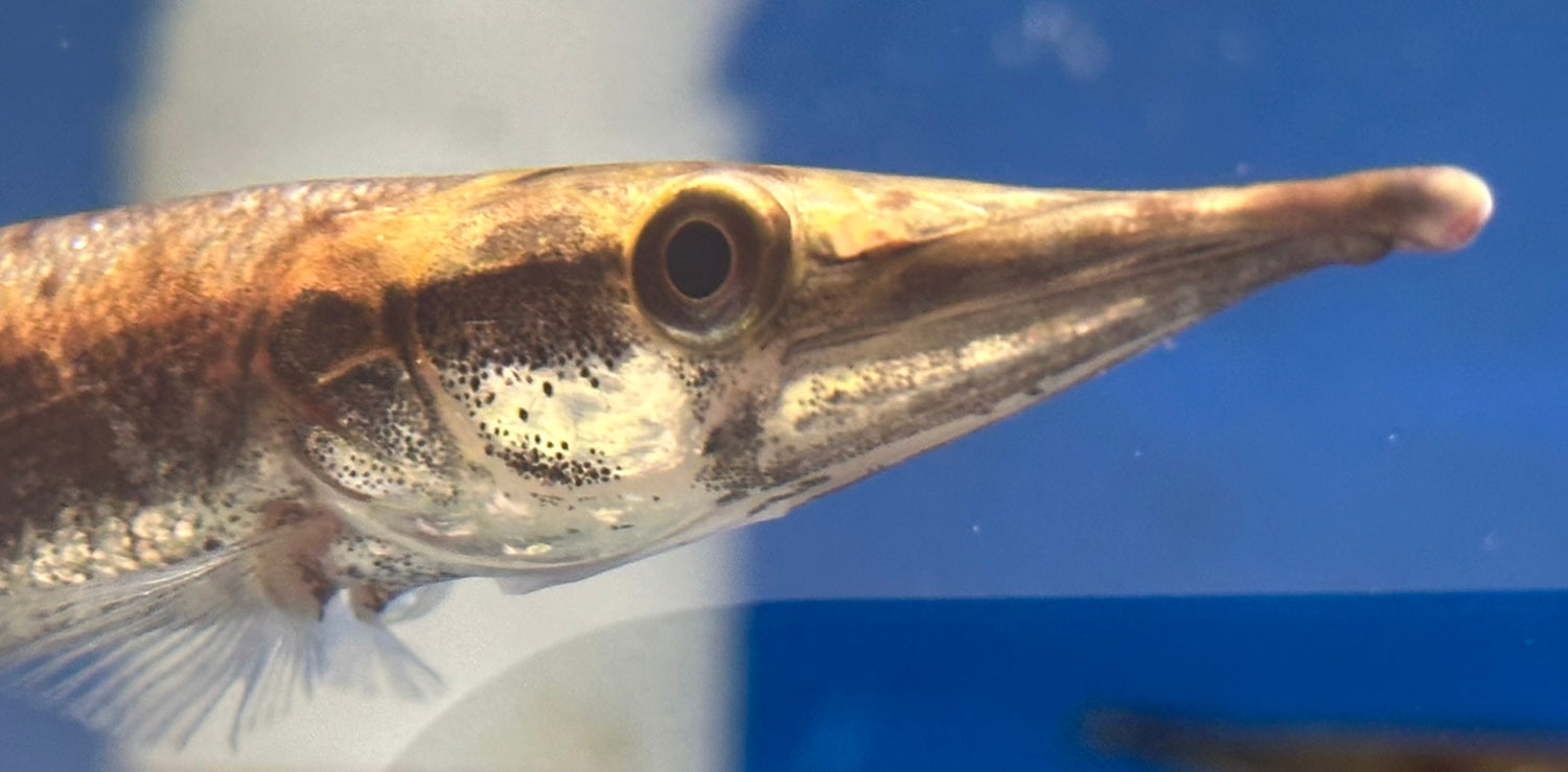 Bicuda Giant Pike Characin (6-7”)