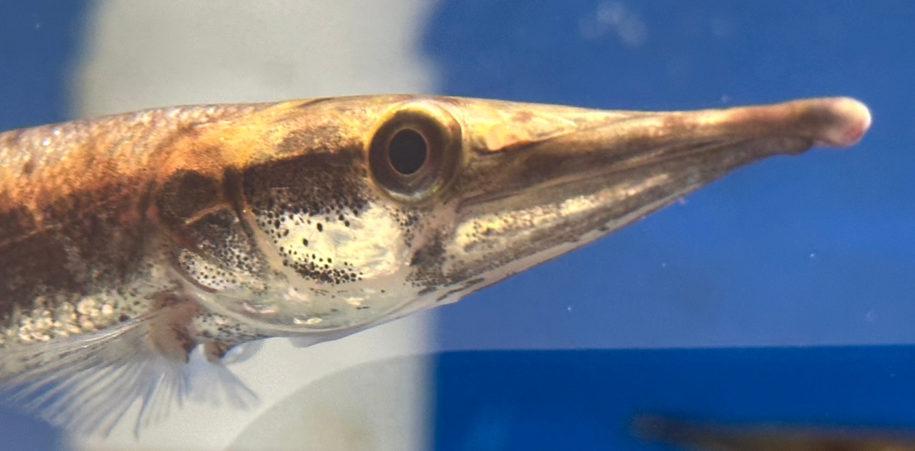 Bicuda Giant Pike Characin (6-7”)