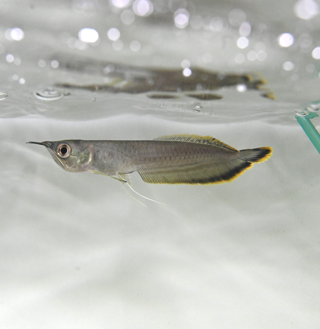 Black Arowana (4-5”)