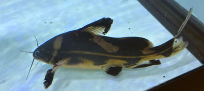 XL Harlequin Lancer Catfish (7-8”)