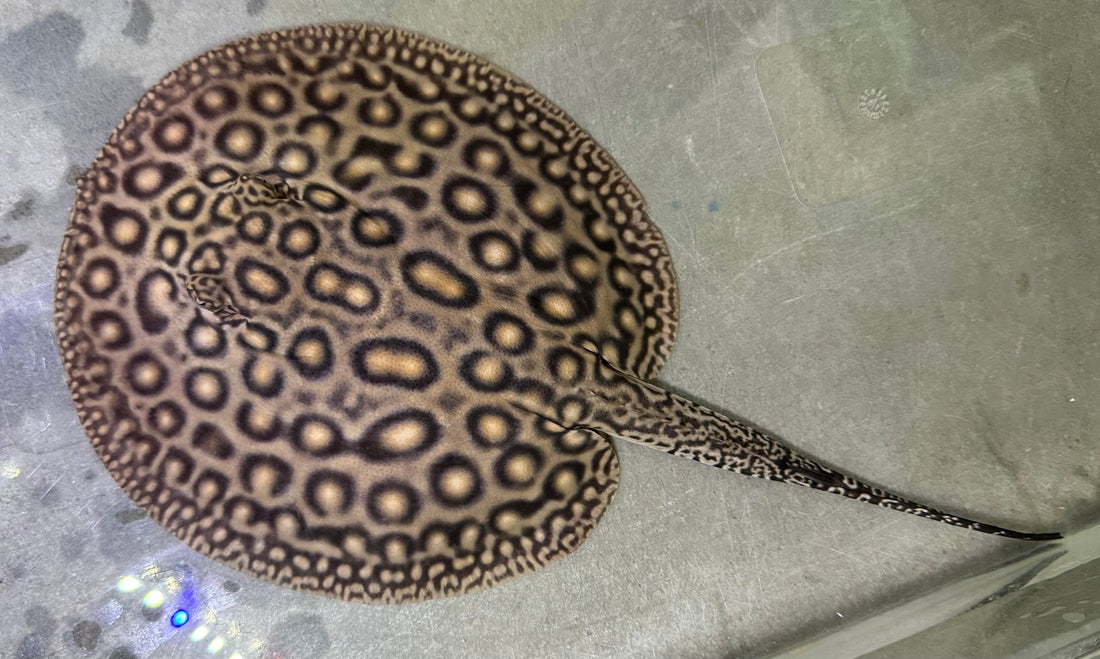 Pearl Stingray (Male 6”)