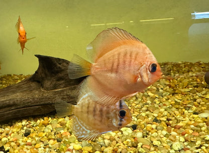 Assorted Juvenile Discus (2.5”)