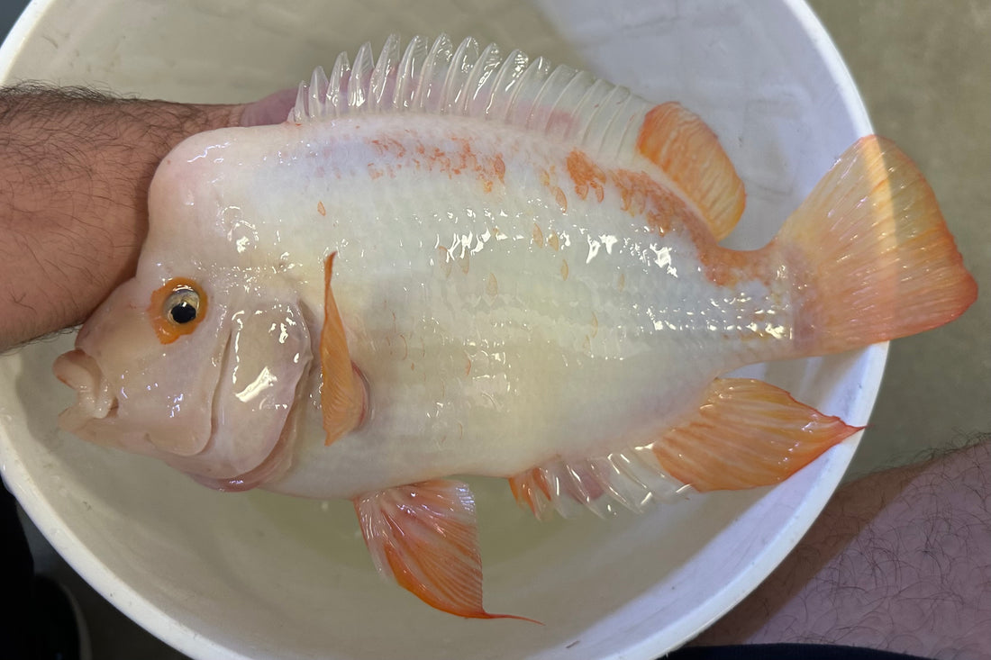 XL Creamsickle White Midas (9-10”)