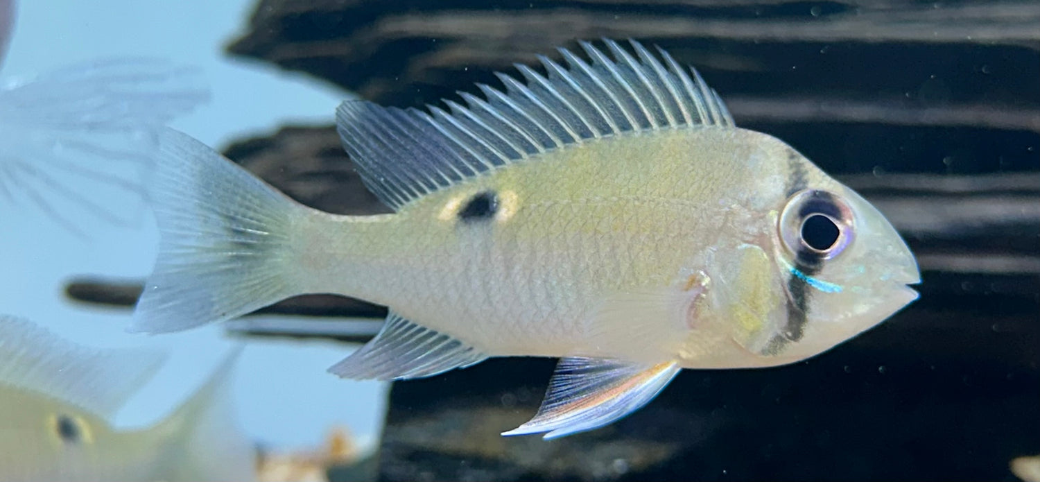 Cupido Geophagus Cichlid (2”)