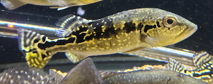 Cobra Snakeskin Peacock Bass (7-8”)