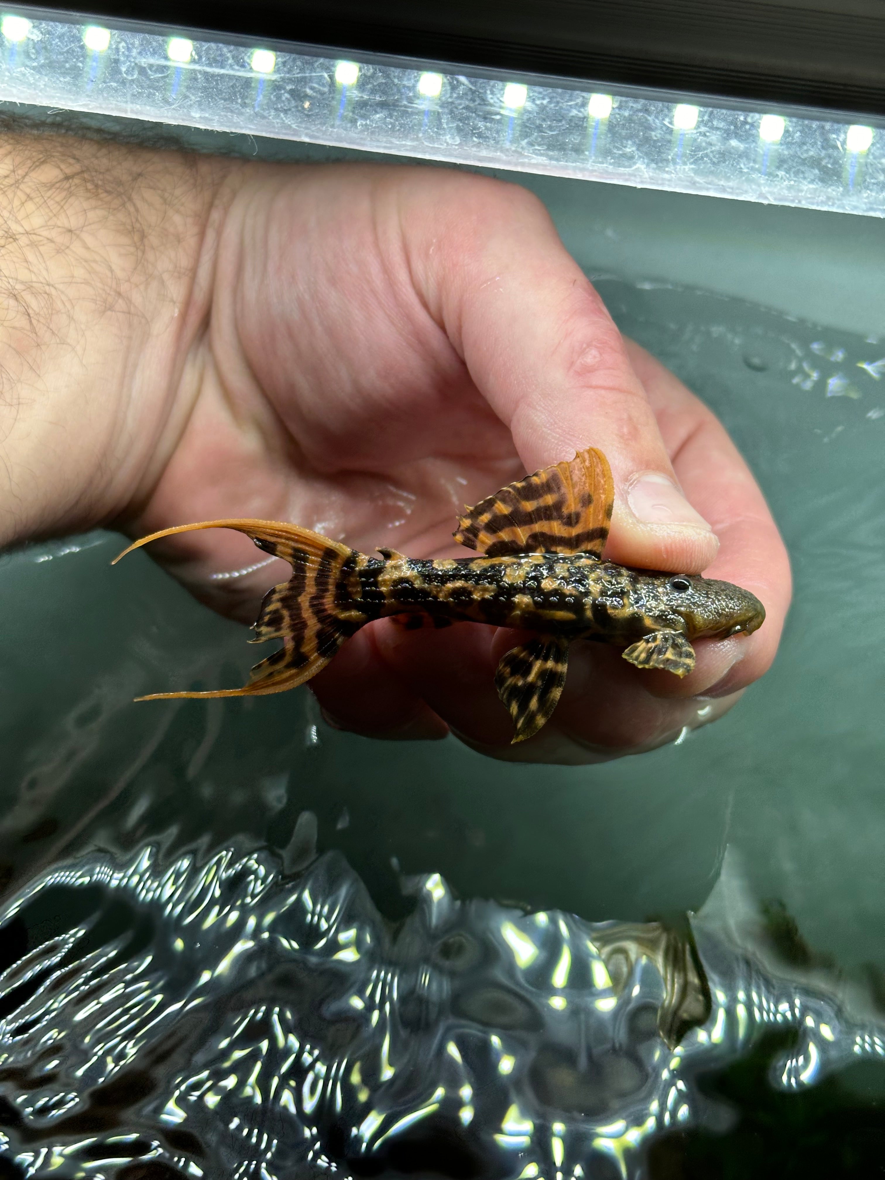L273 Red Titanic Pleco (2.5-3”)