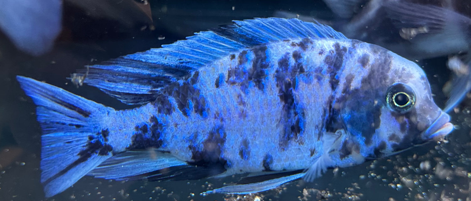 OB Dolphin Moori Cichlid (5.5-6”)