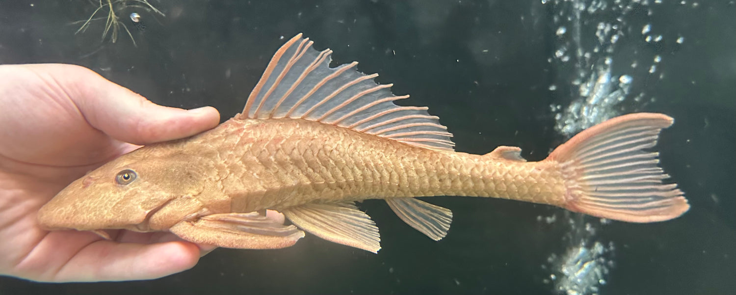 XL Chocolate Pleco (11-12”)