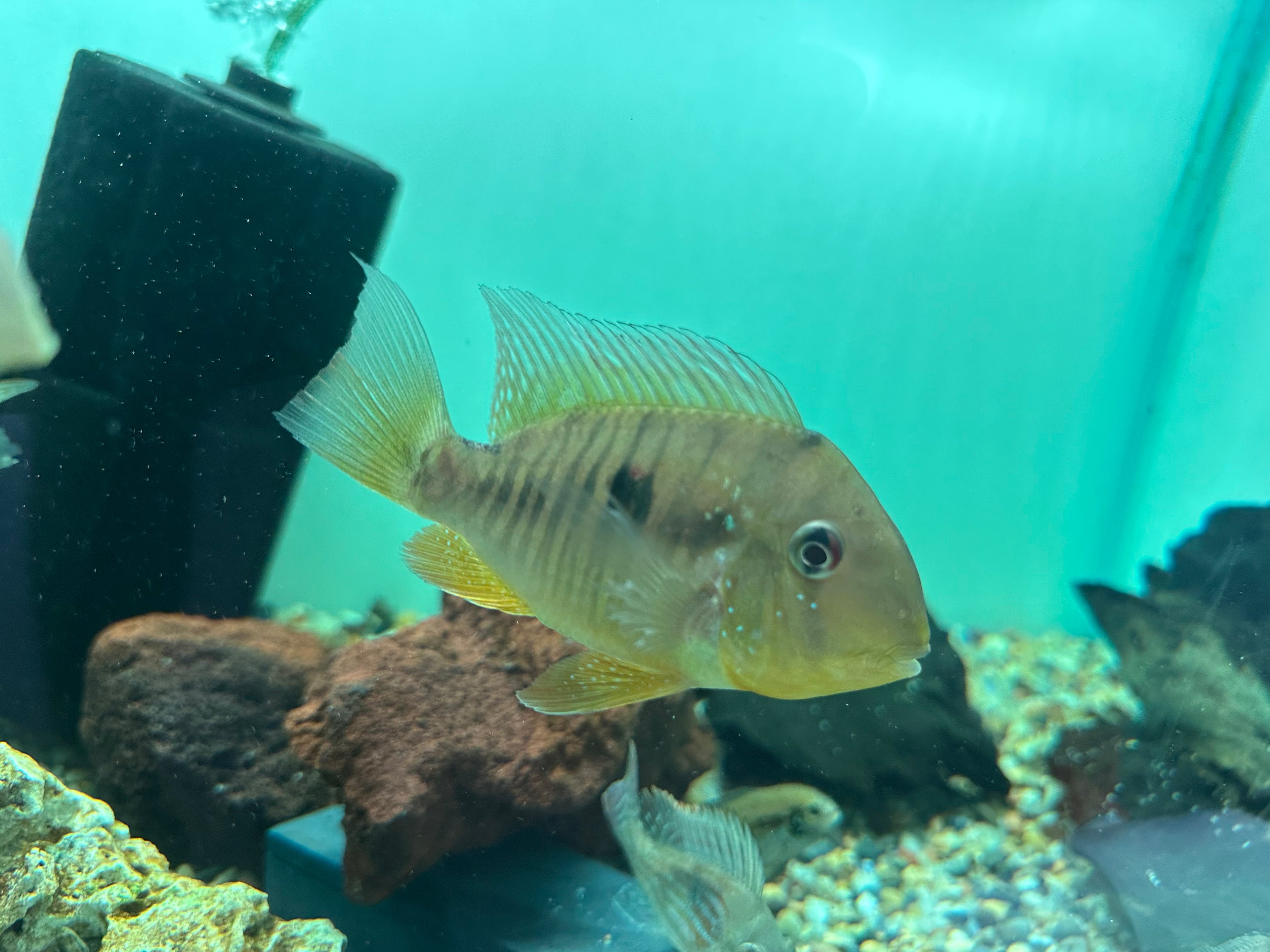 Large Balzanii Geophagus (4.5”)