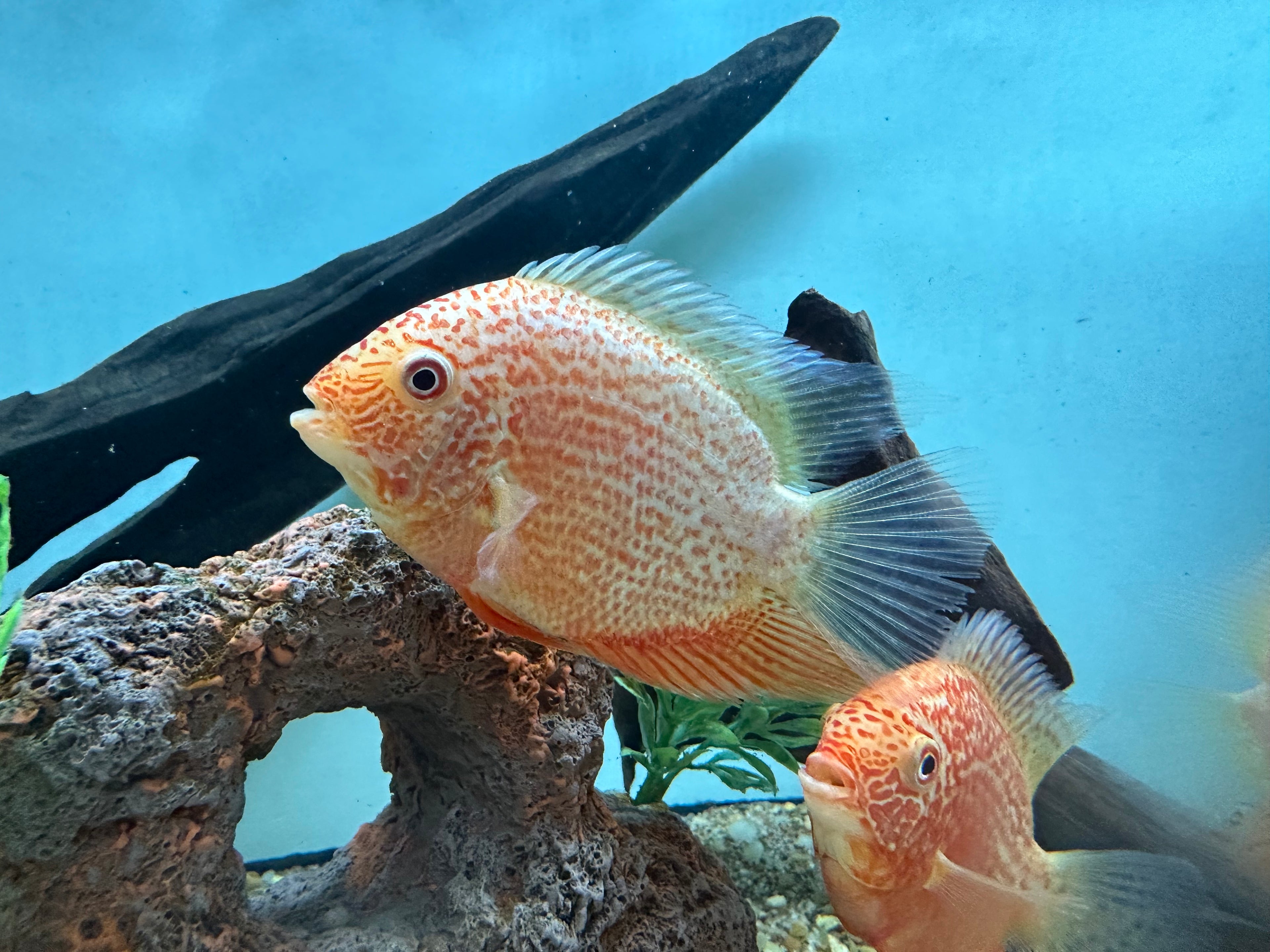 Red Severum (4”+)