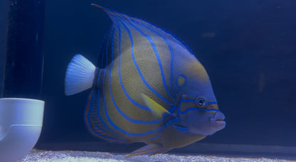 XL Annularis Angelfish (8”)