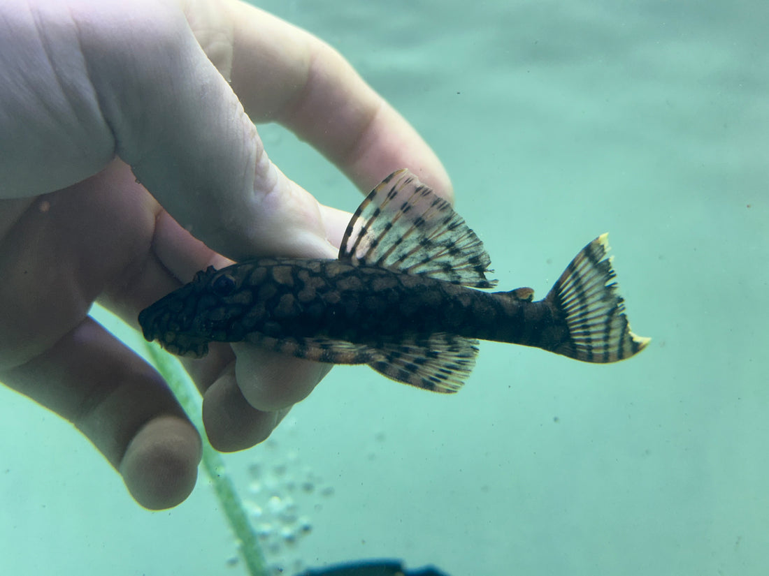 L519 Ancistrus Pleco “Rio Itenez” (3-3.5”)