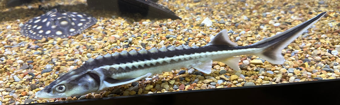 White Diamond Sturgeon (13-14”)