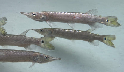 Large Hujeta Gar (5”)