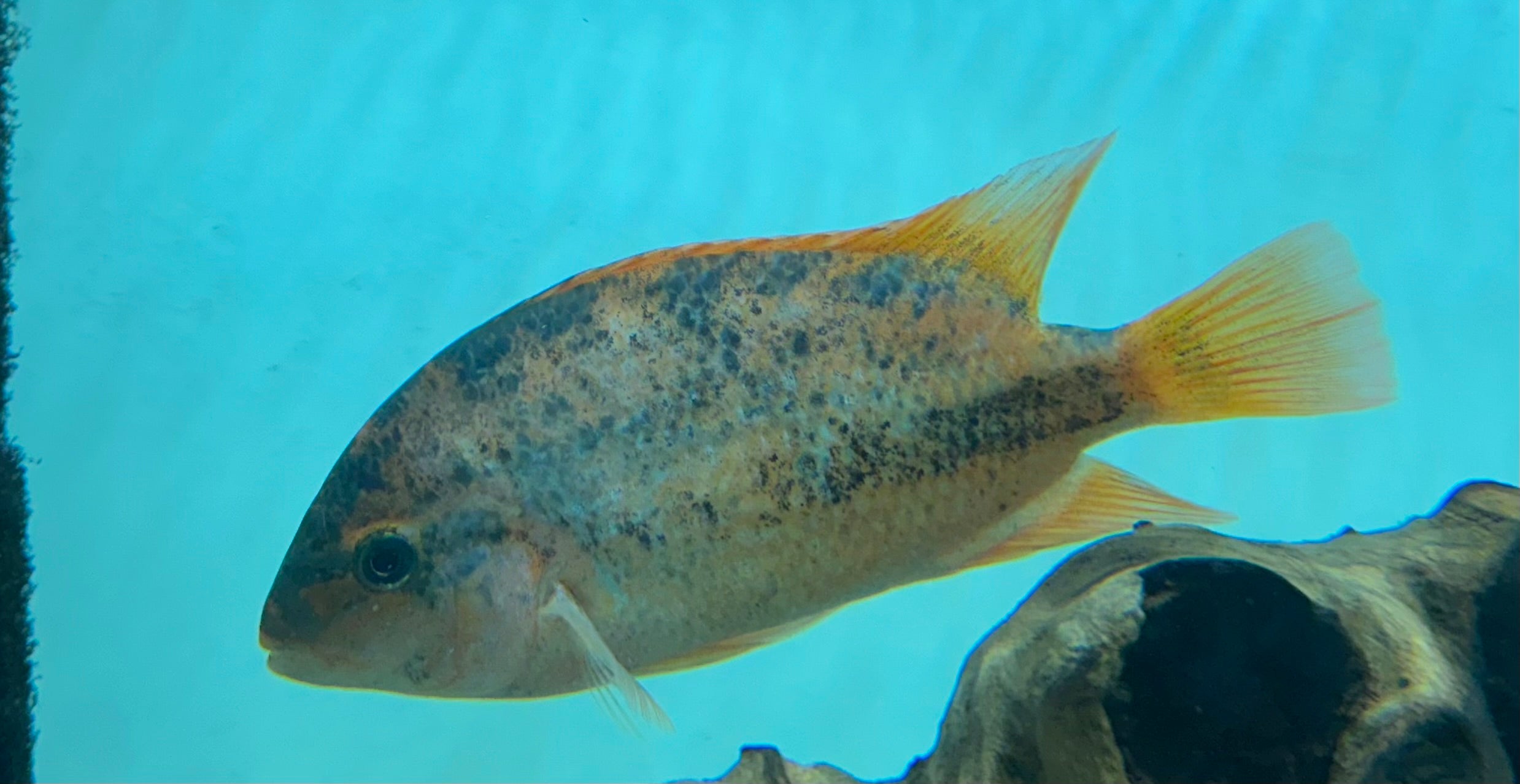 Fenestratus Vieja Cichlid (6”+)