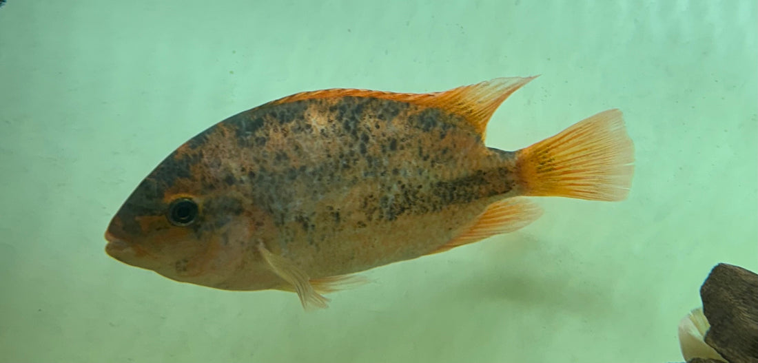 Fenestratus Vieja Cichlid (6”+)