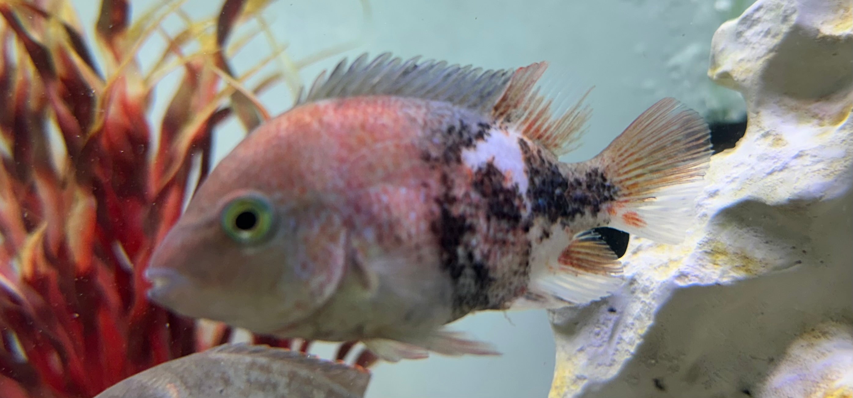 Marble Fenestratus Vieja Cichlid (3.5-4”)