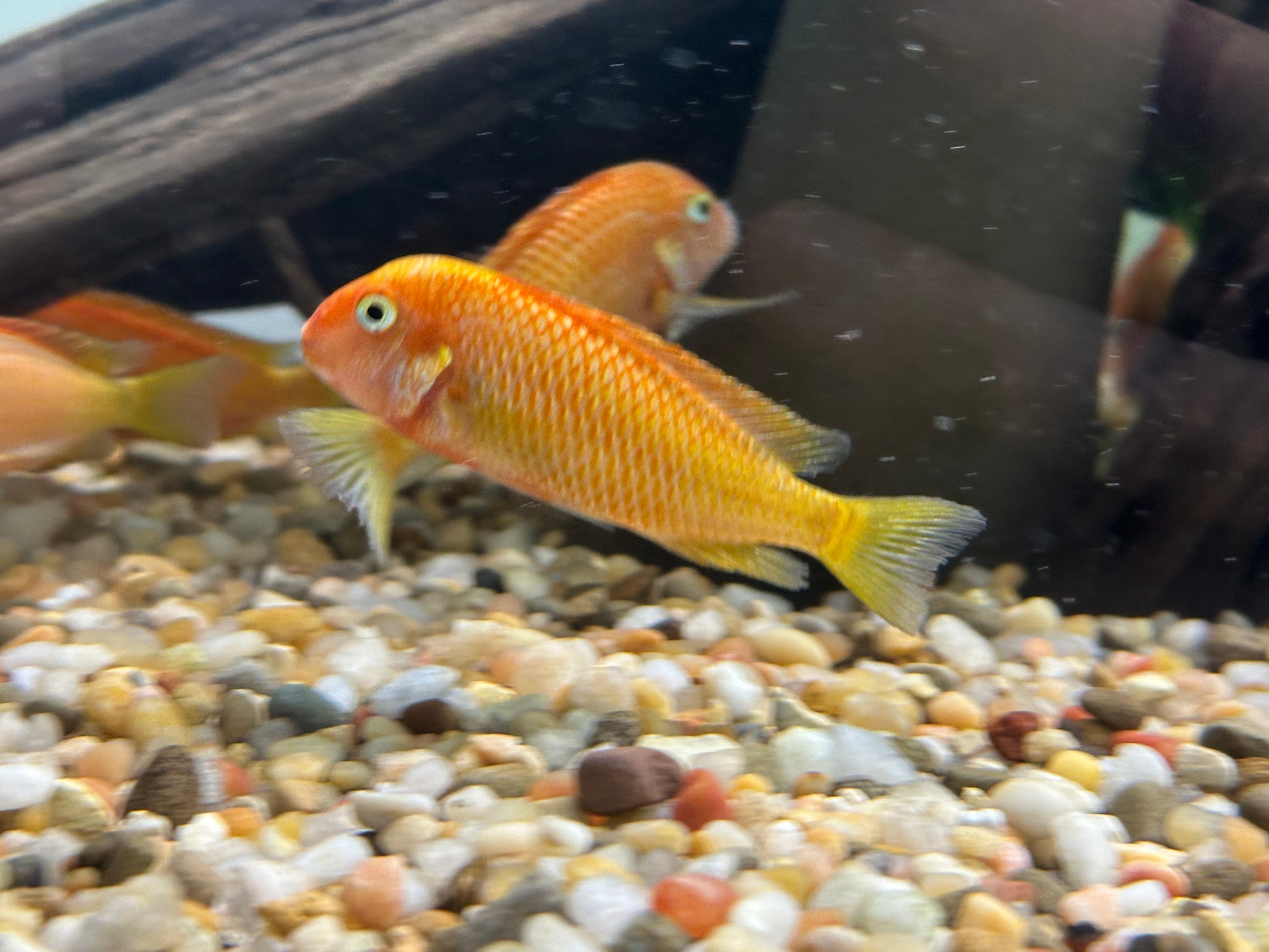 Large Red Bishop Tropheus (3.5-4”)