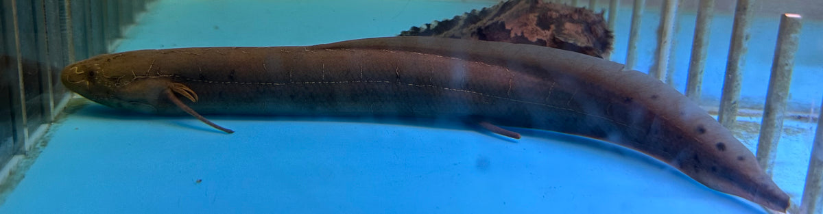 African Lungfish (8”)