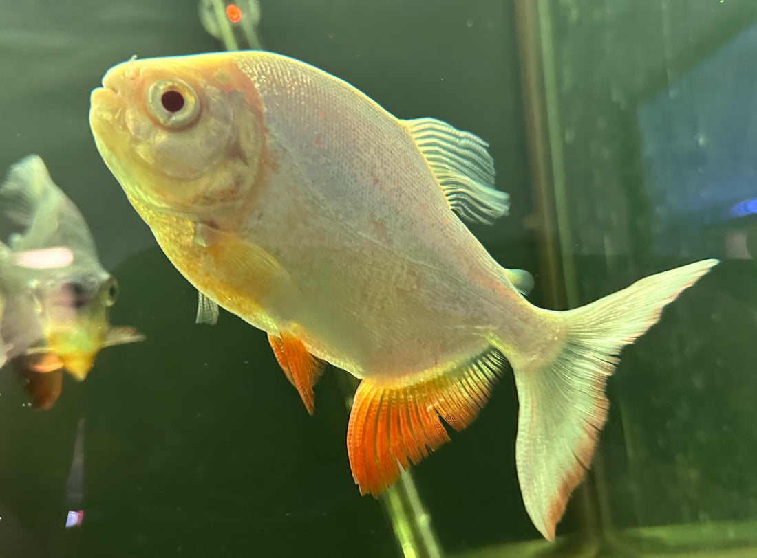 Albino Red Belly Pacu (5.5-6”)