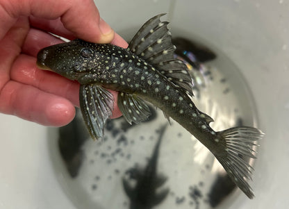 XL L128 Blue Phantom Pleco (5-6”)