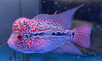 Super Red Dragon Flowerhorn (4-4.5”)