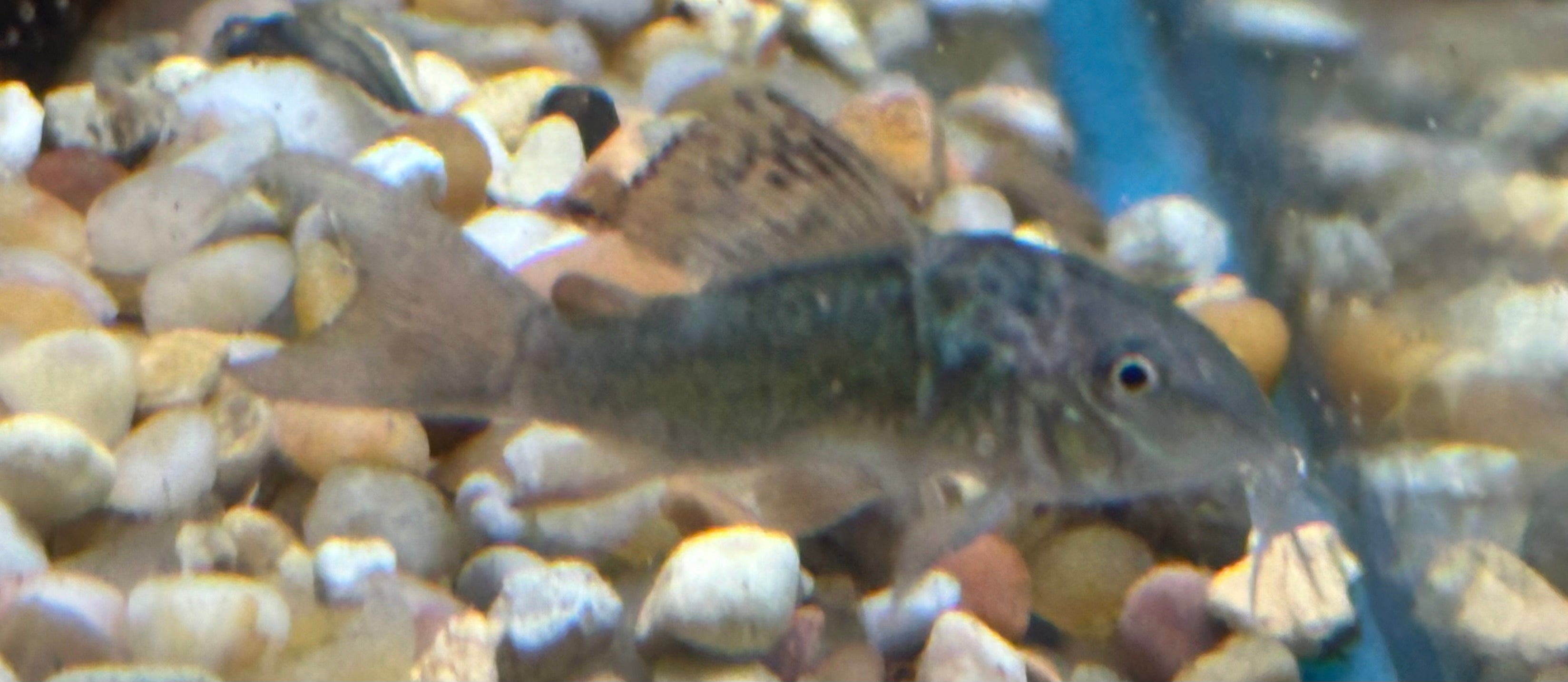 Baby Brochis Corydoras (1.25”)