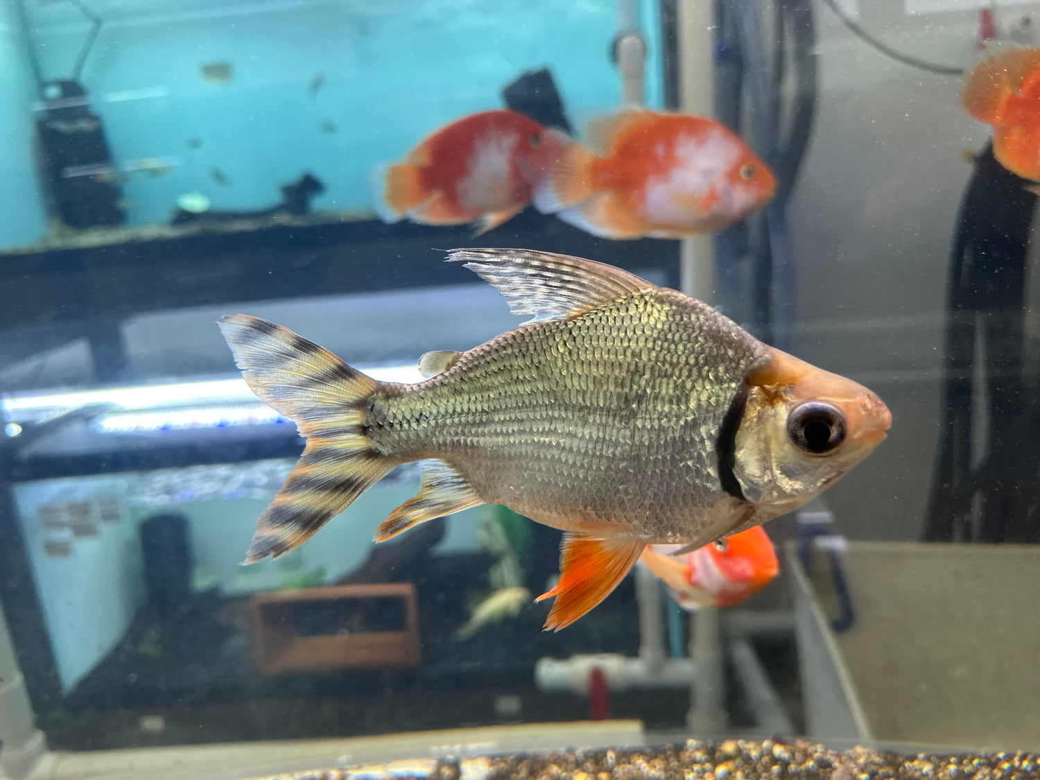 Shortbody Flagtail (6.5-7”)